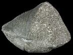 Pyrite Replaced Brachiopod (Paraspirifer) - Ohio #52706-1